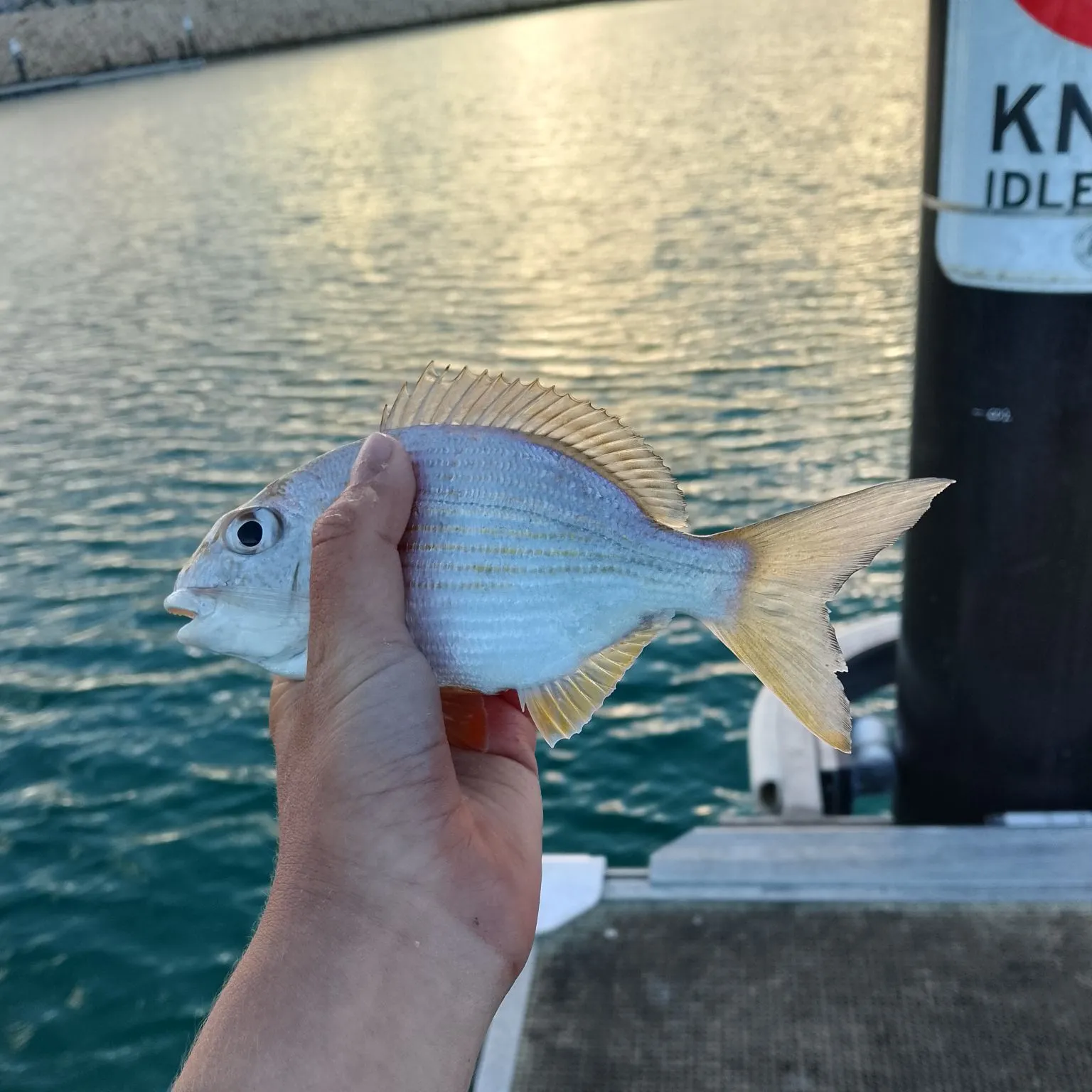 Goldlined seabream caught on Fishbrain