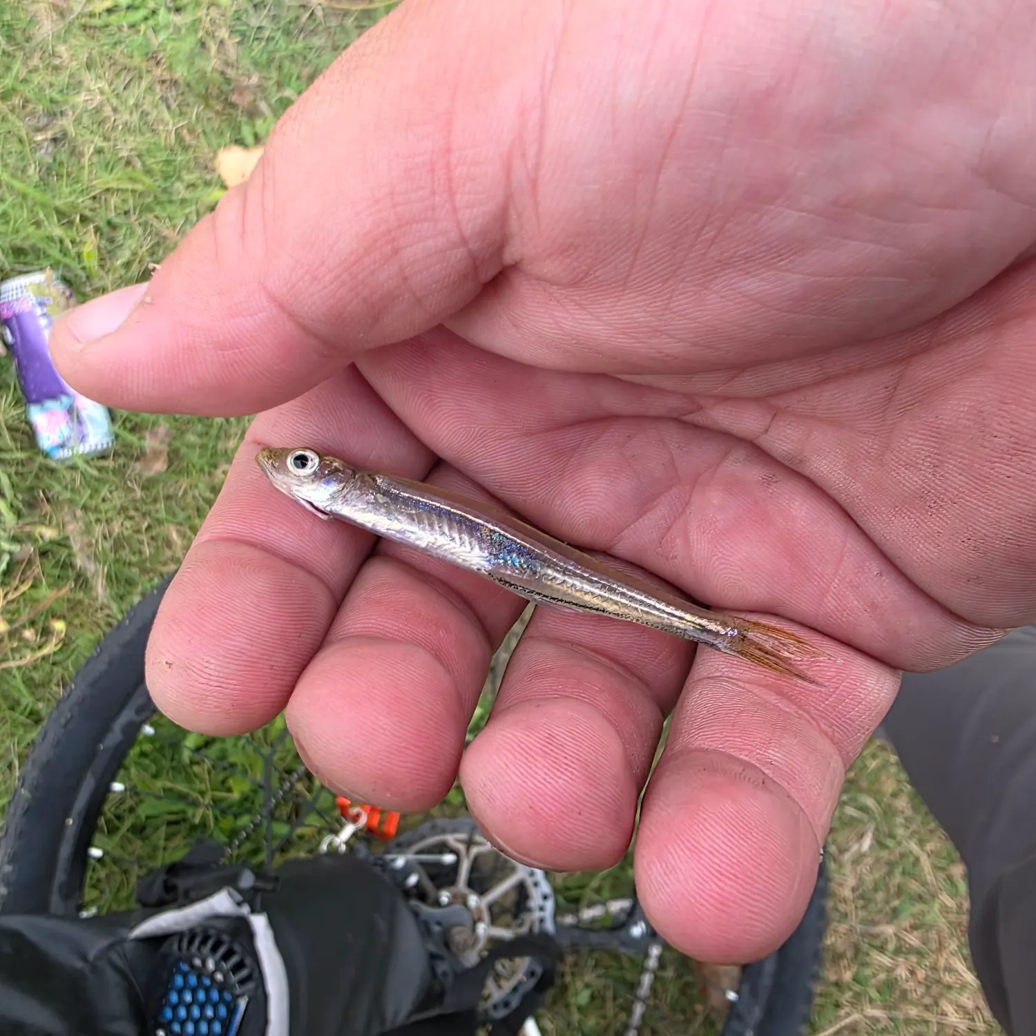 The most recent Inland silverside catches on Fishbrain