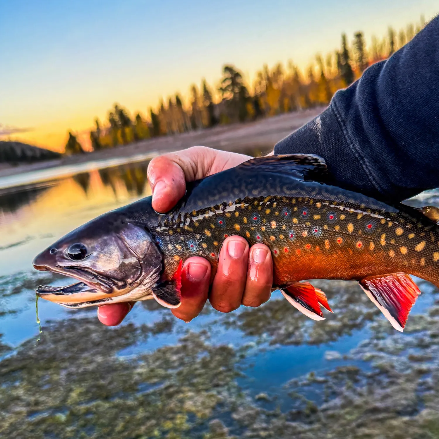 Brook trout caught on Fishbrain