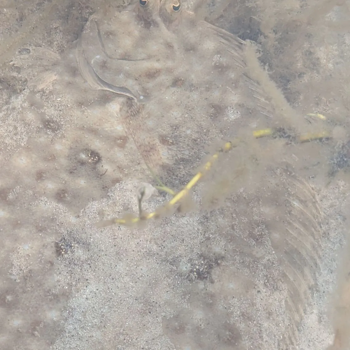 The most recent Southern flounder catches on Fishbrain