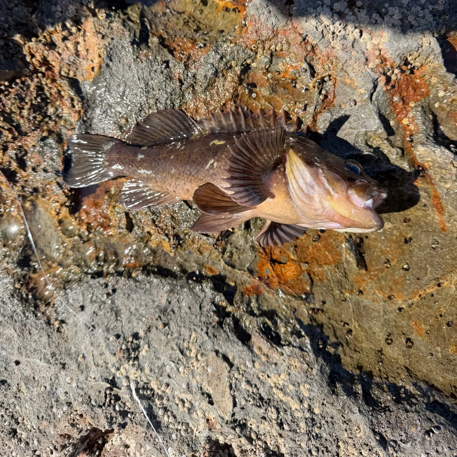 The most recent Brown rockfish catches on Fishbrain
