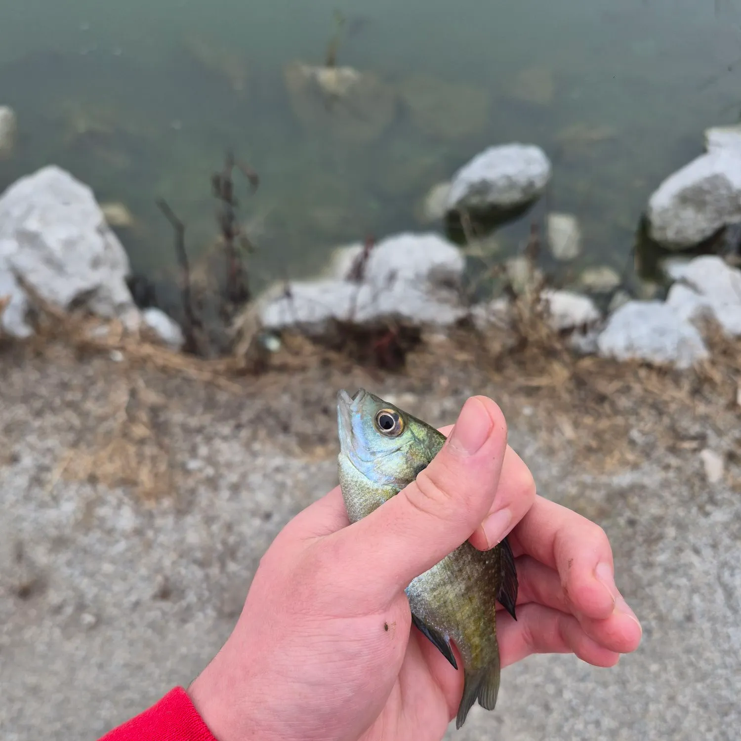 Bluegill caught on Fishbrain