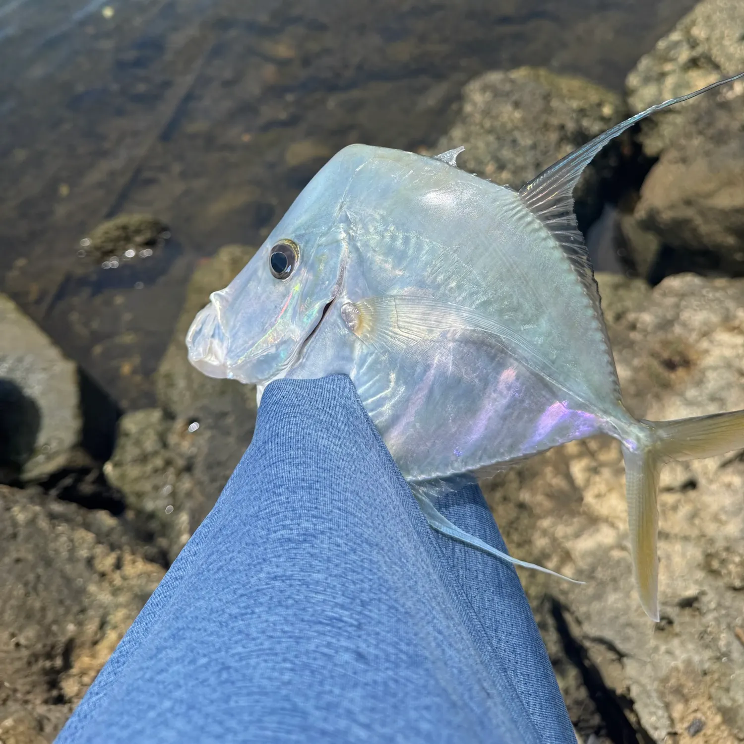 The most recent Lookdown catches on Fishbrain