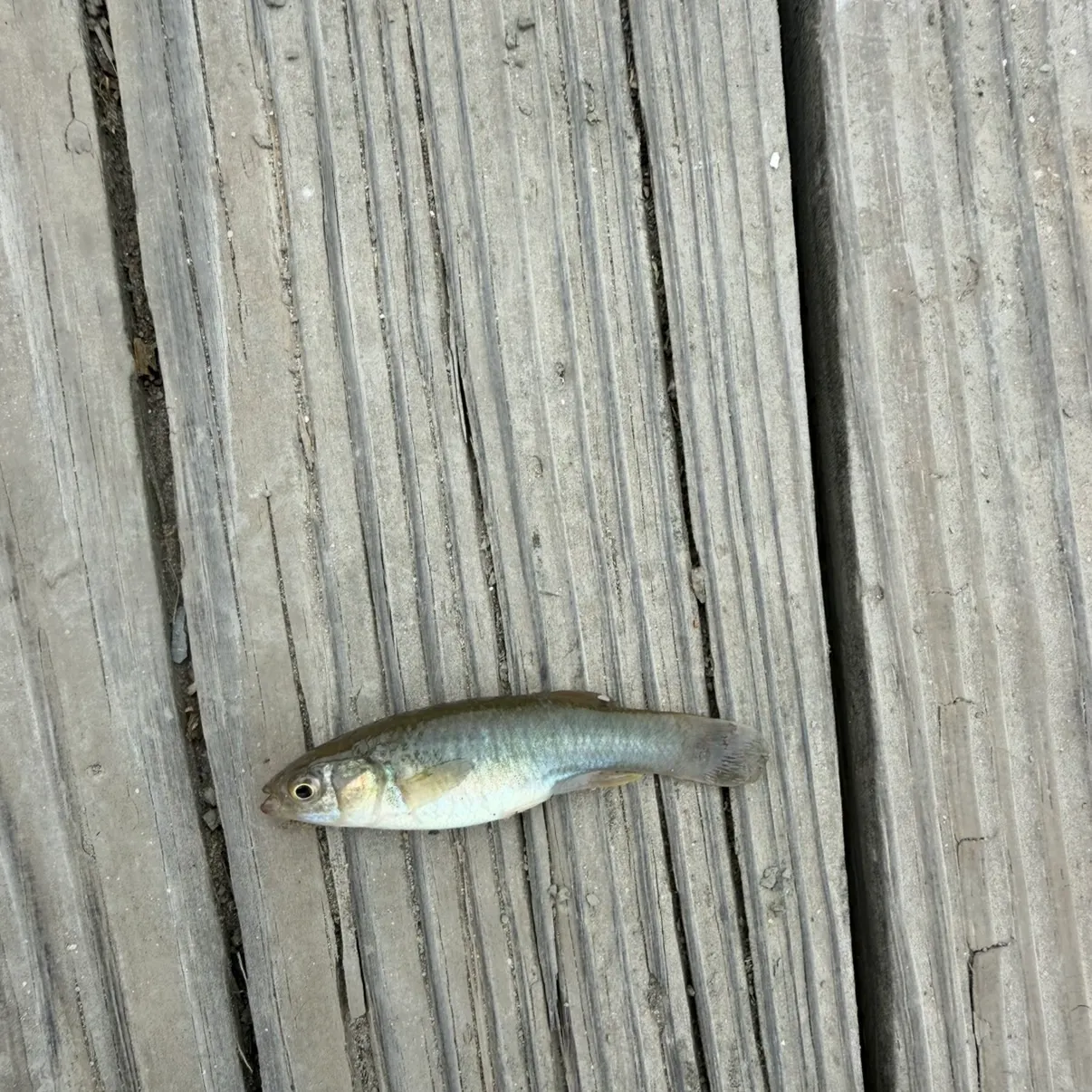 Mummichog caught on Fishbrain