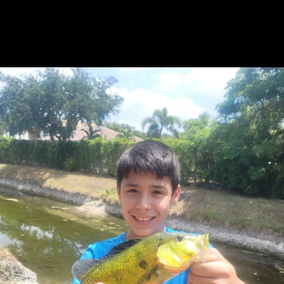 The most recent Butterfly peacock bass catches on Fishbrain