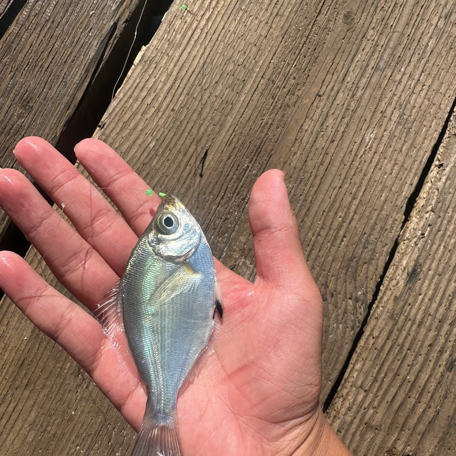 The most recent Walleye surfperch catches on Fishbrain