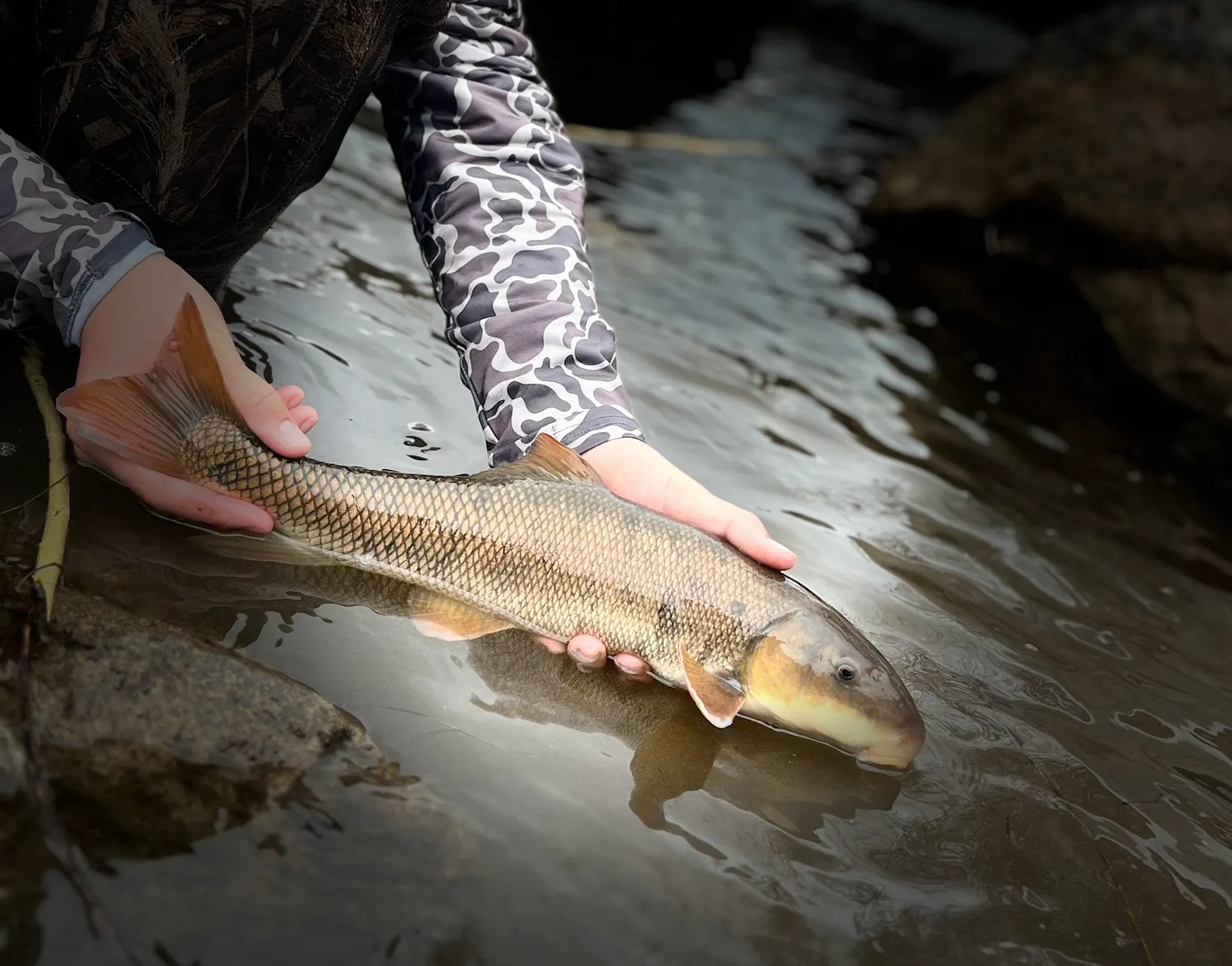 Utah sucker