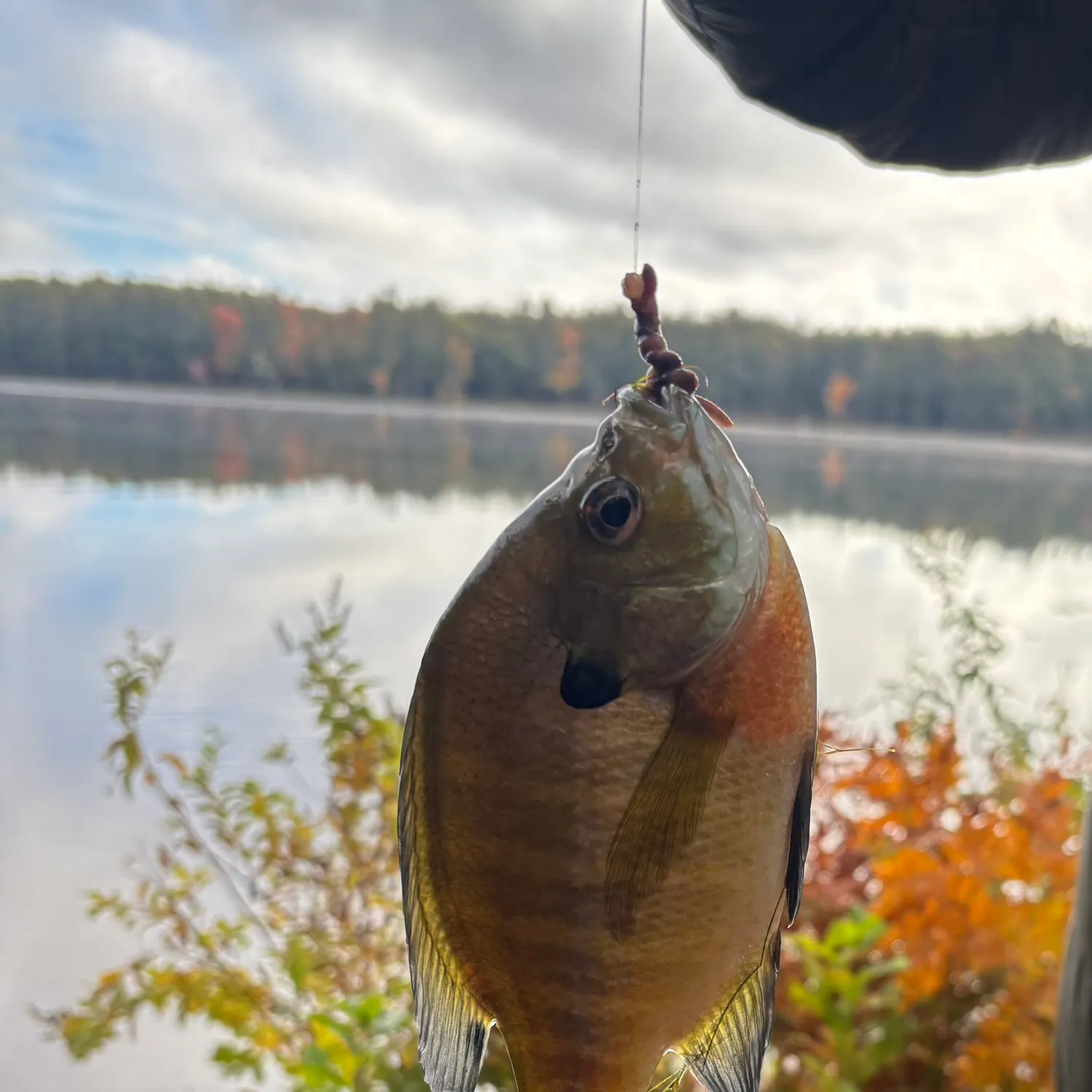 Bluegill caught on Fishbrain