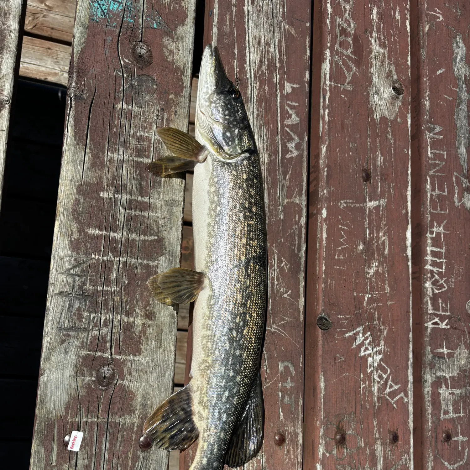 recently logged catches