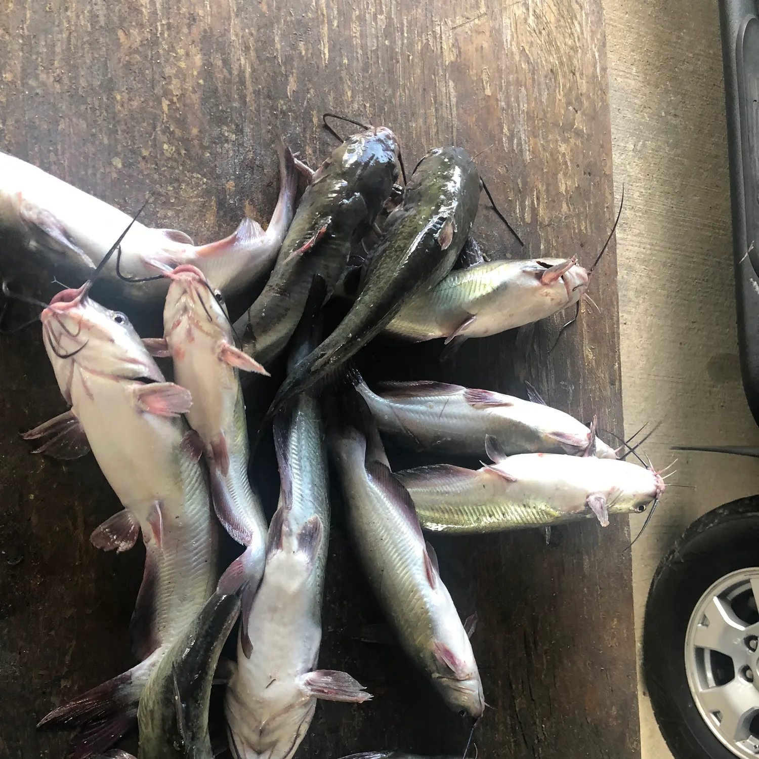 Channel catfish caught on Fishbrain