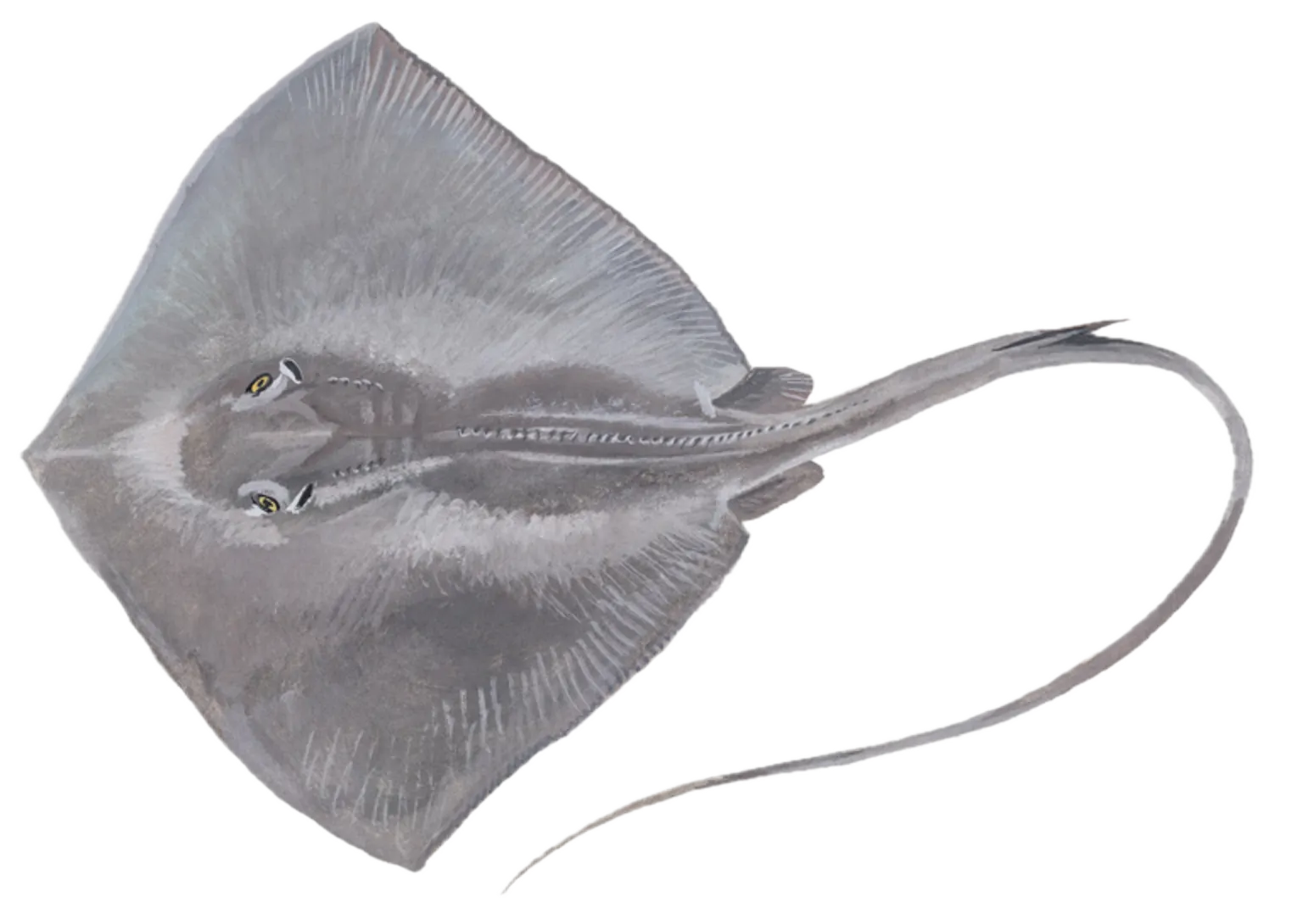 Southern stingray