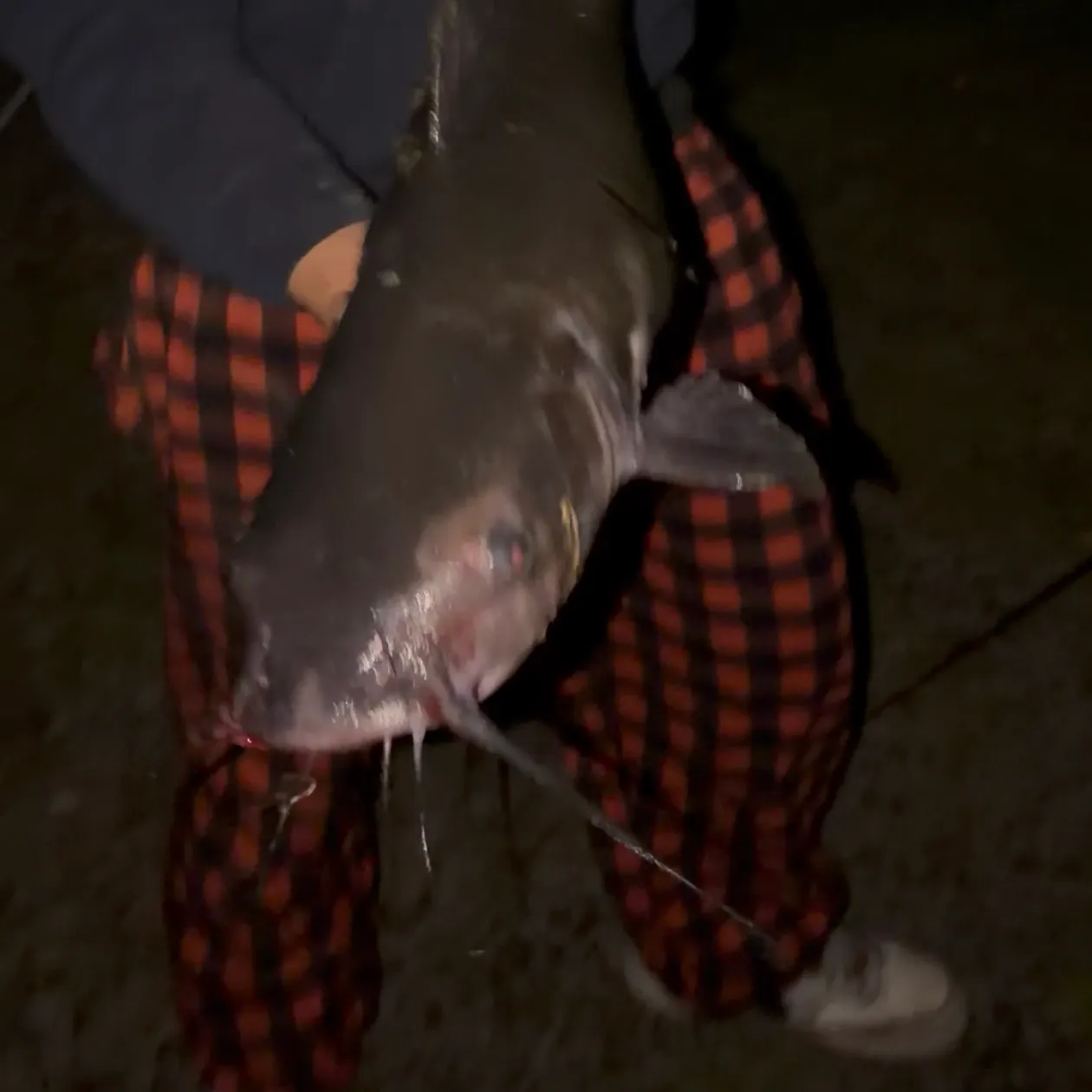 Channel catfish caught on Fishbrain