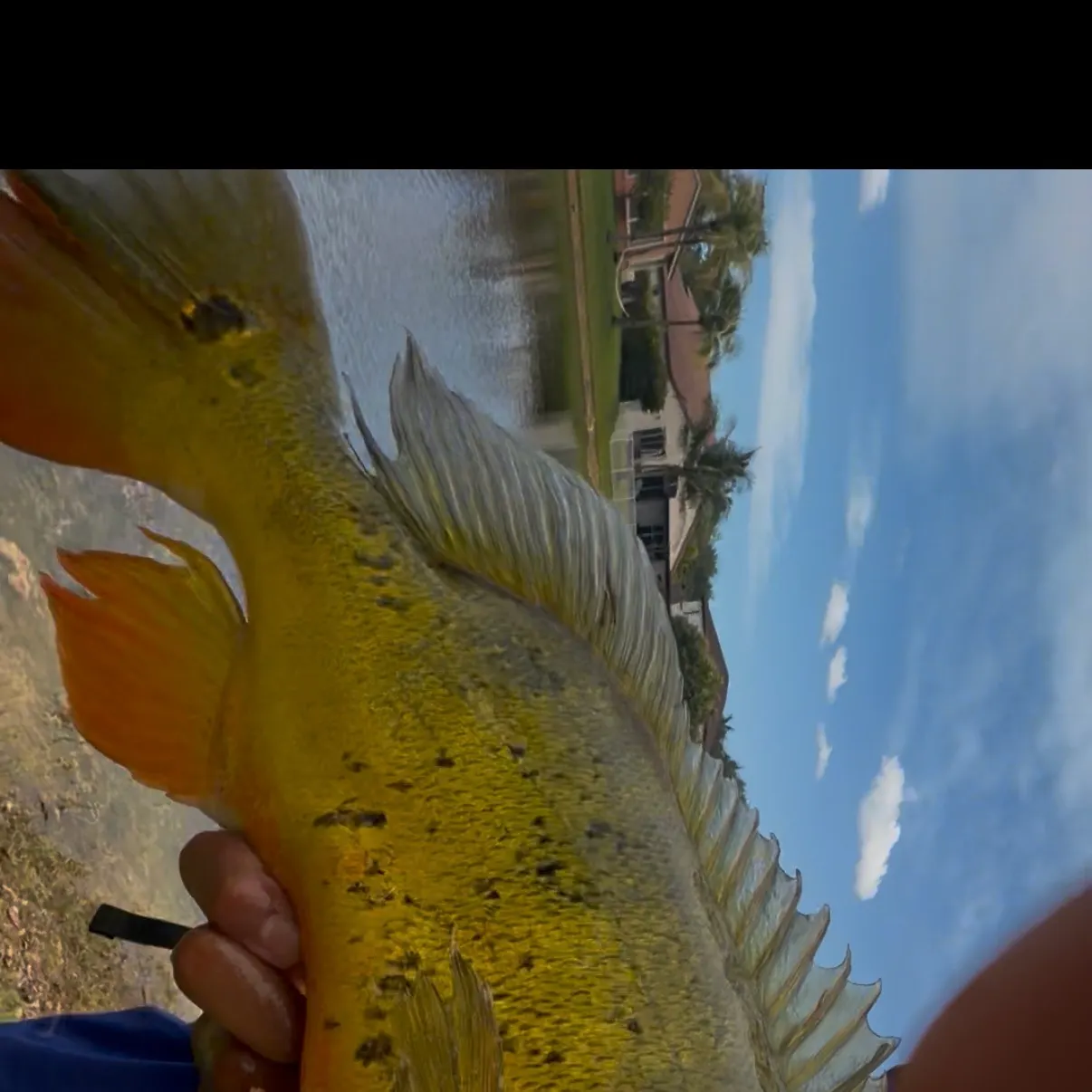 The most recent Butterfly peacock bass catches on Fishbrain