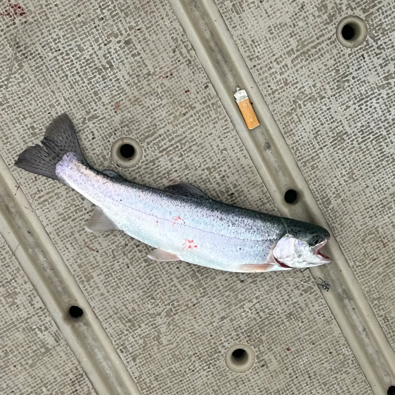 Rainbow trout caught on Fishbrain
