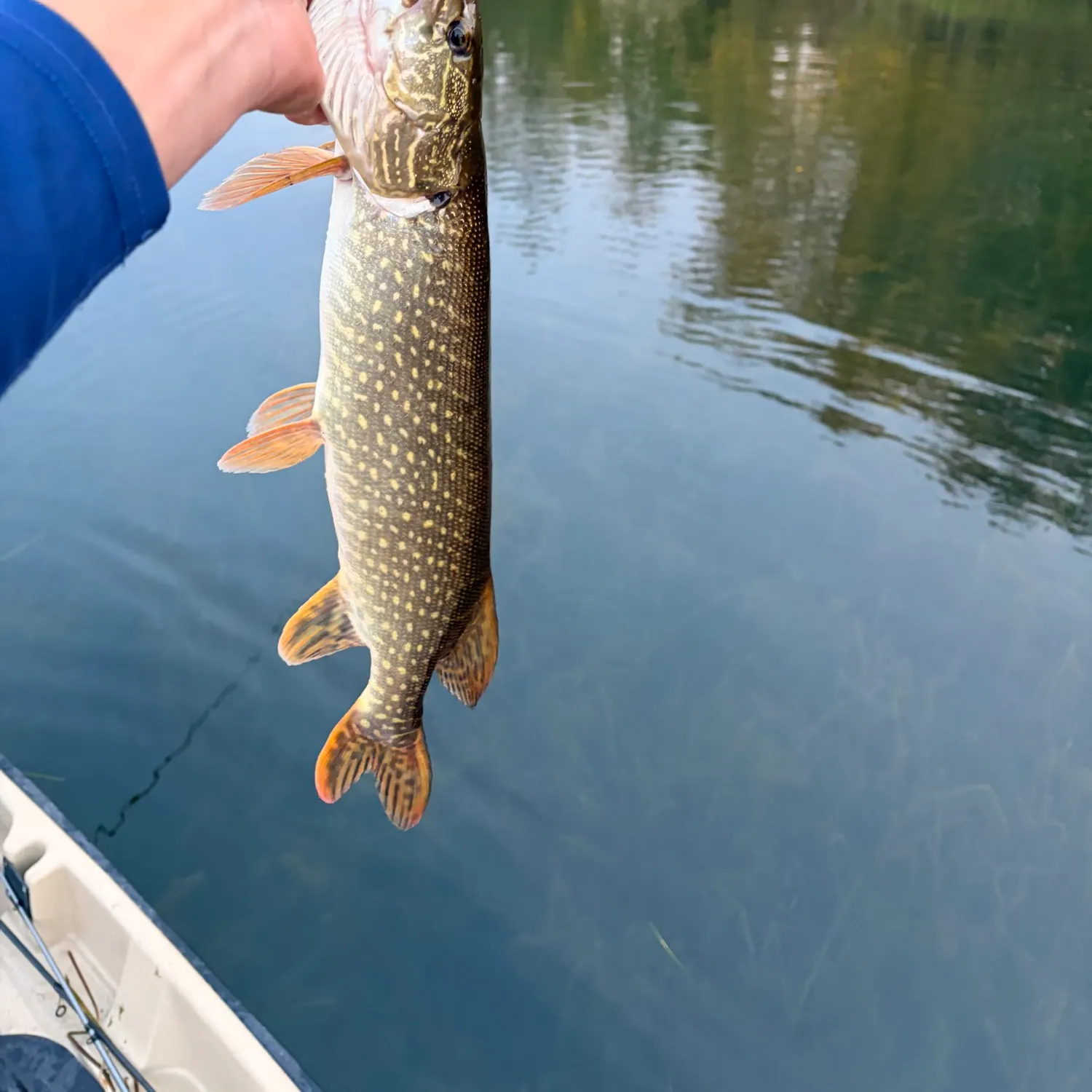 Northern pike caught on Fishbrain