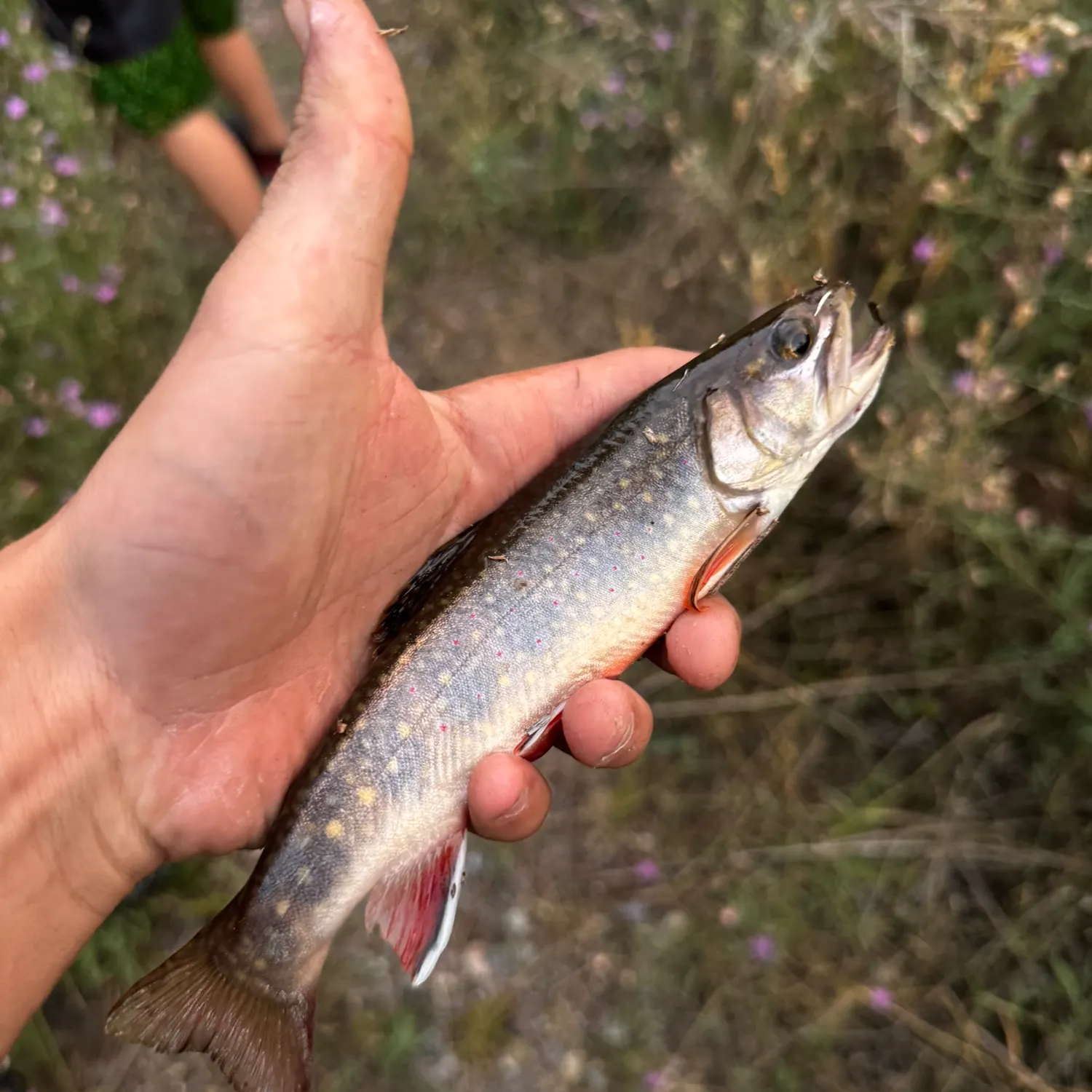 Brook trout caught on Fishbrain