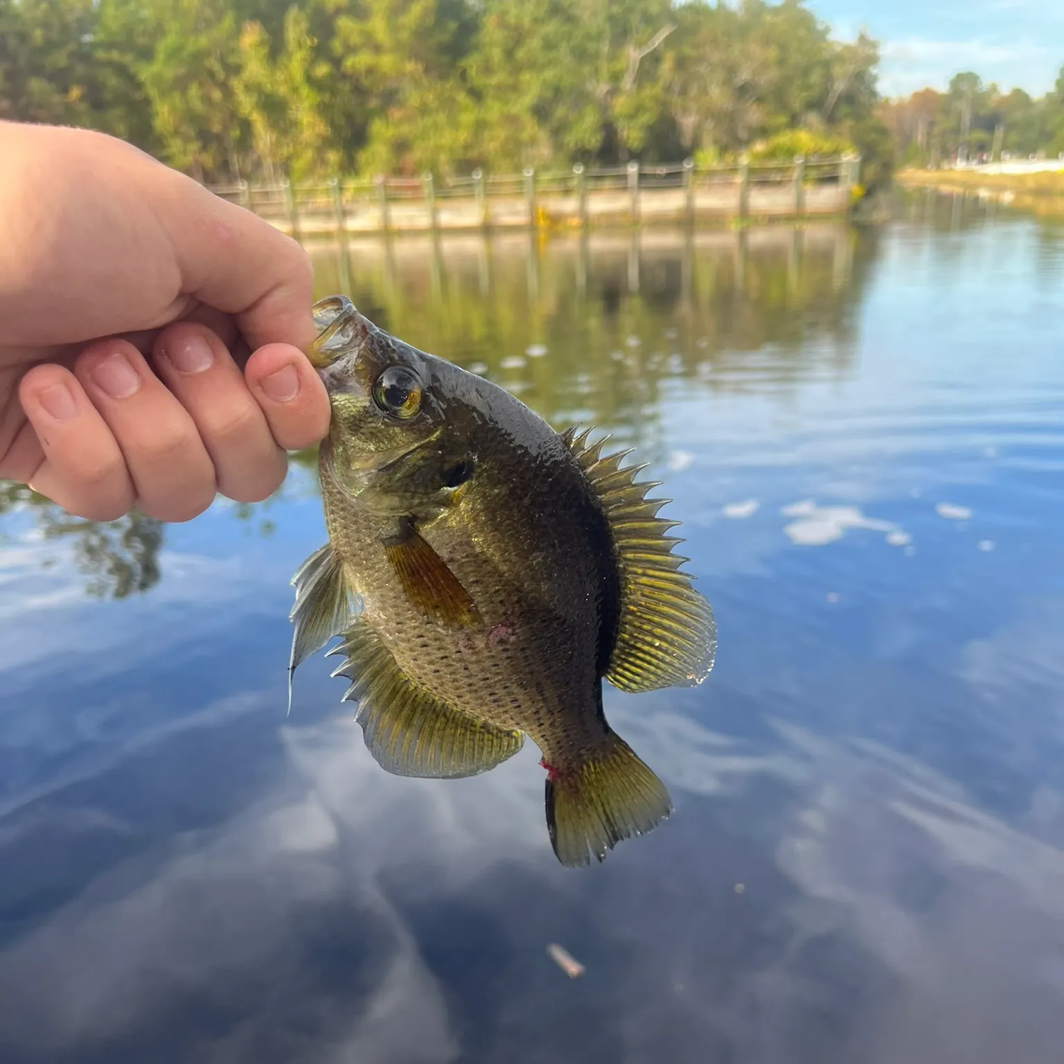 The most recent Flier catches on Fishbrain