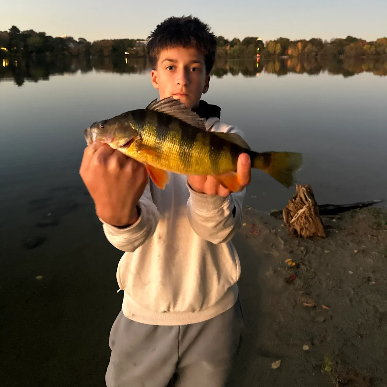 Yellow perch caught on Fishbrain