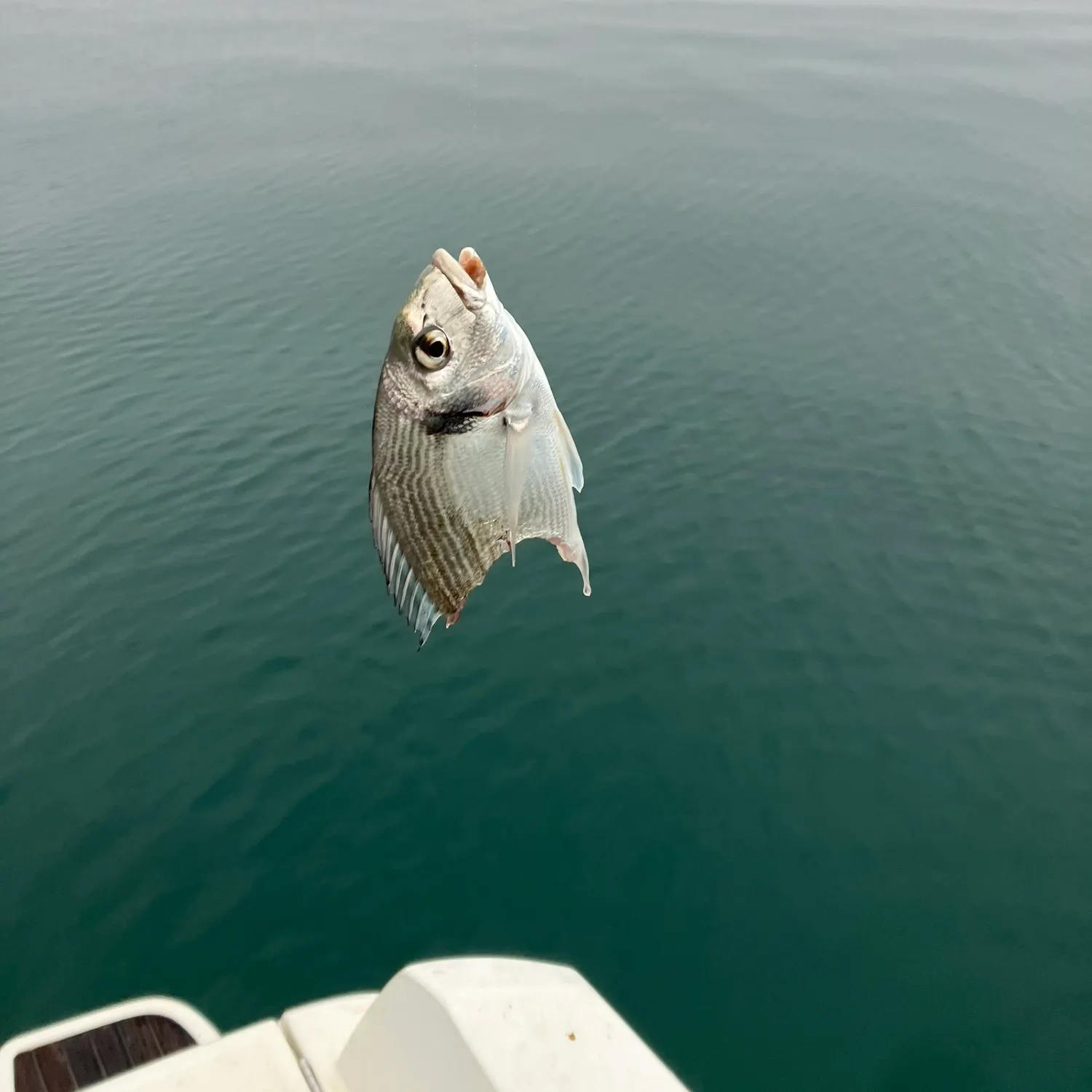 The most recent Gilthead seabream catches on Fishbrain