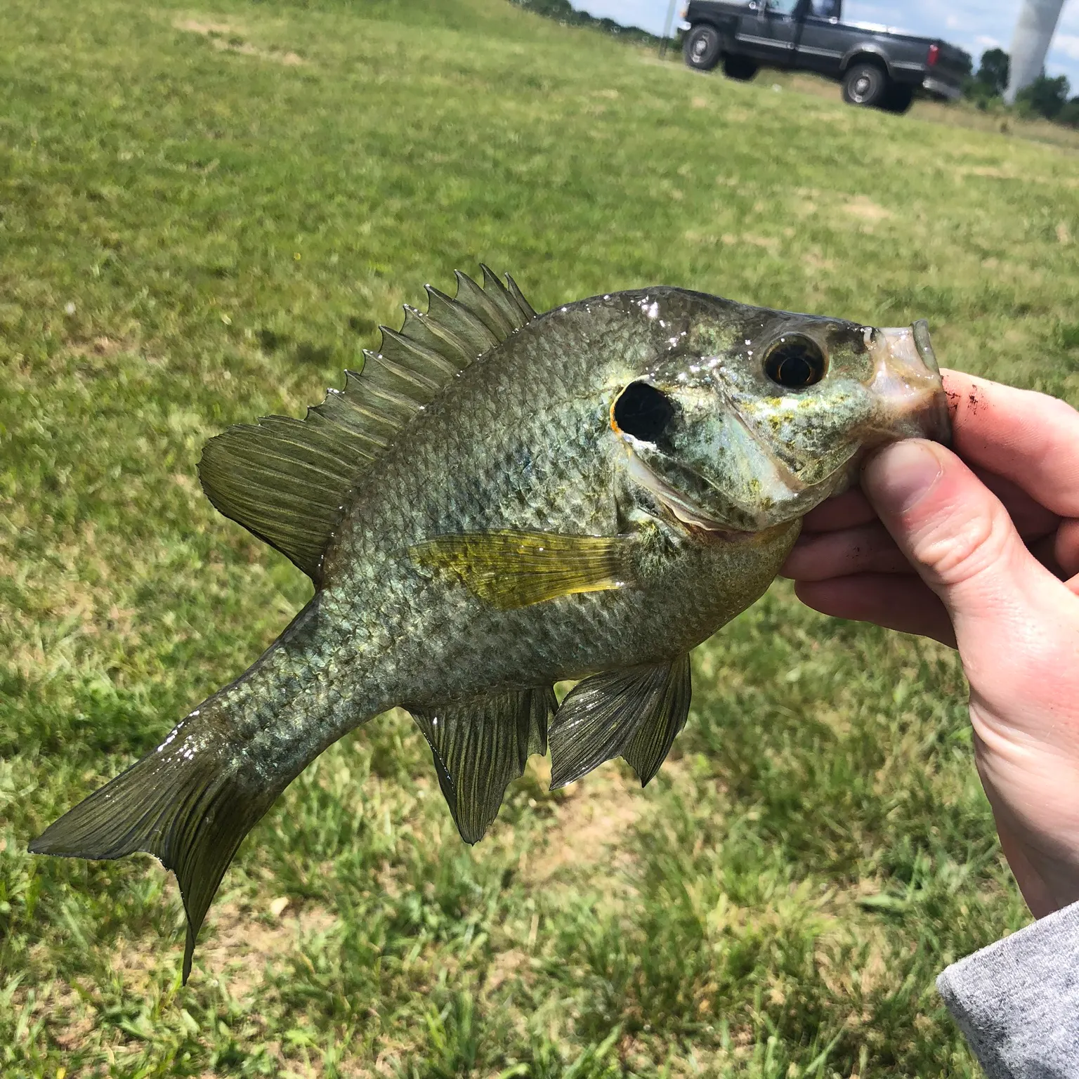 The most recent Redear sunfish catches on Fishbrain