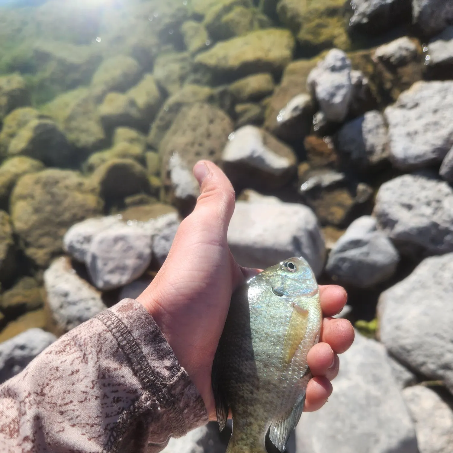 The most recent Bluegill catches on Fishbrain