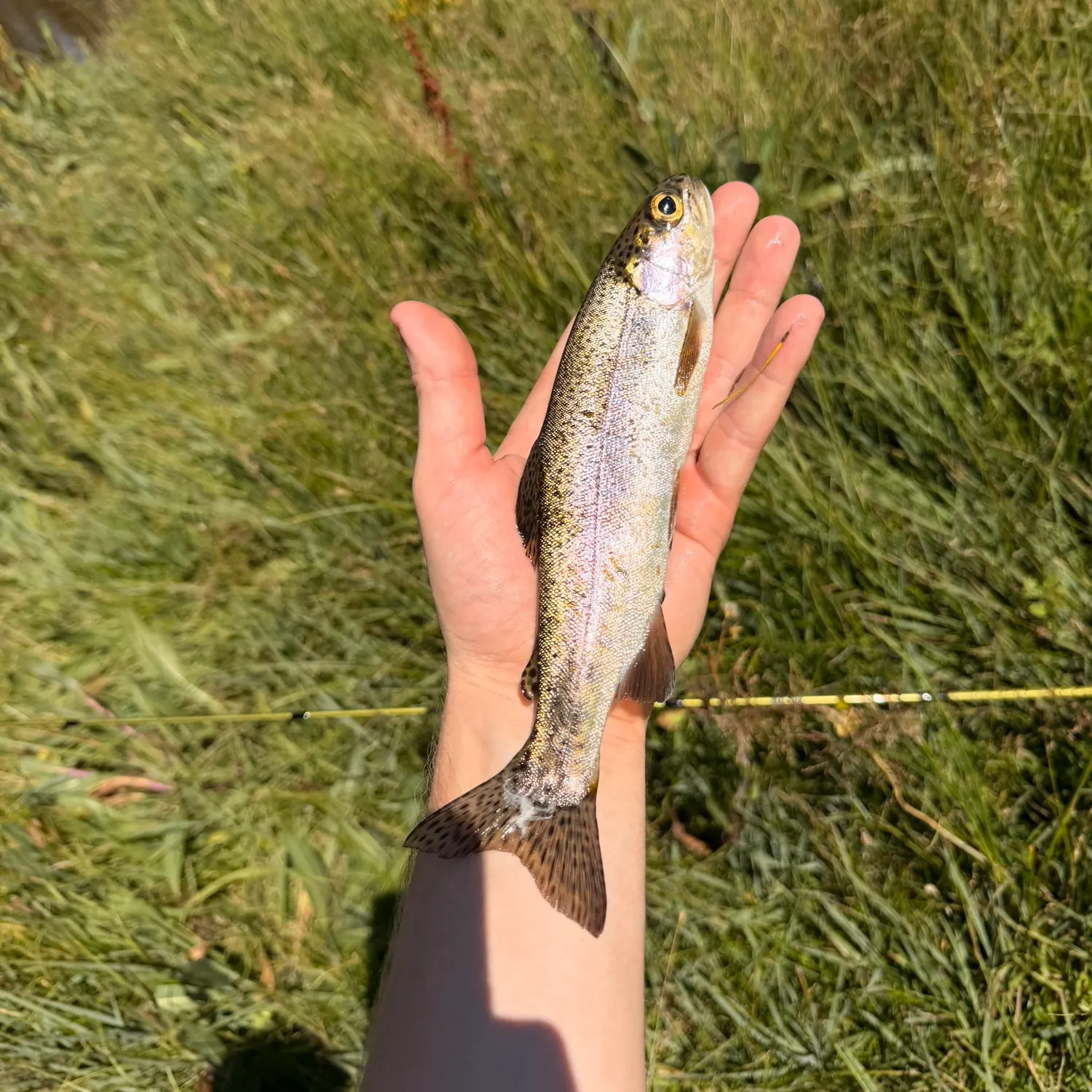 Rainbow trout caught on Fishbrain