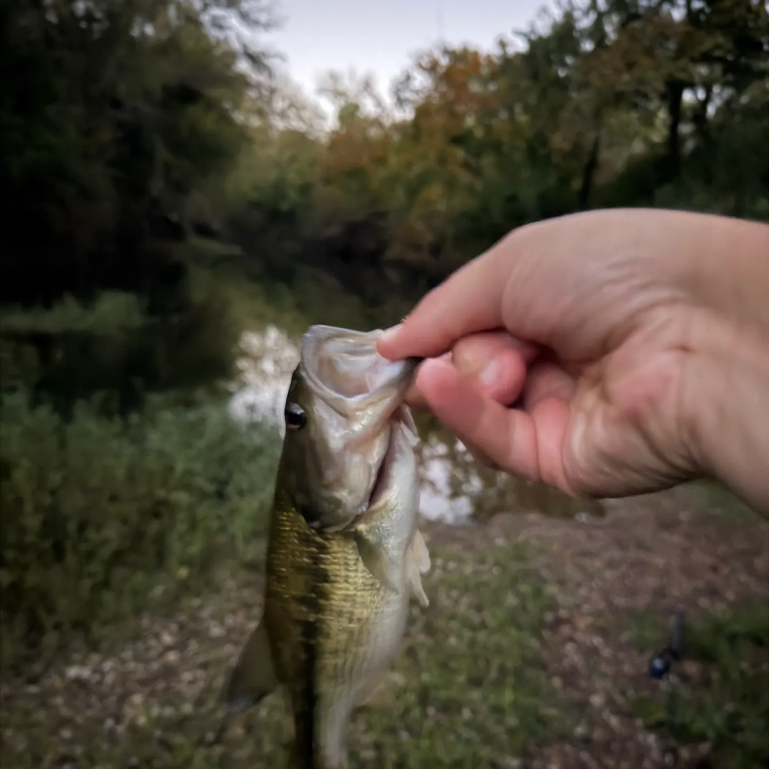 Spotted bass caught on Fishbrain