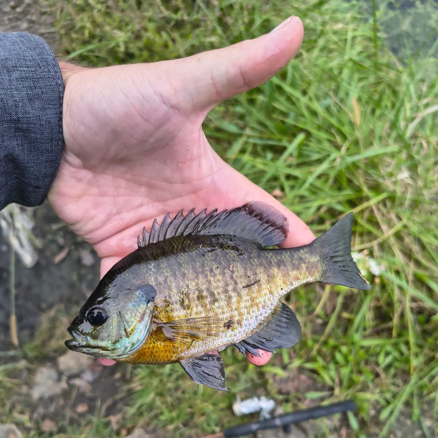 Bluegill caught on Fishbrain