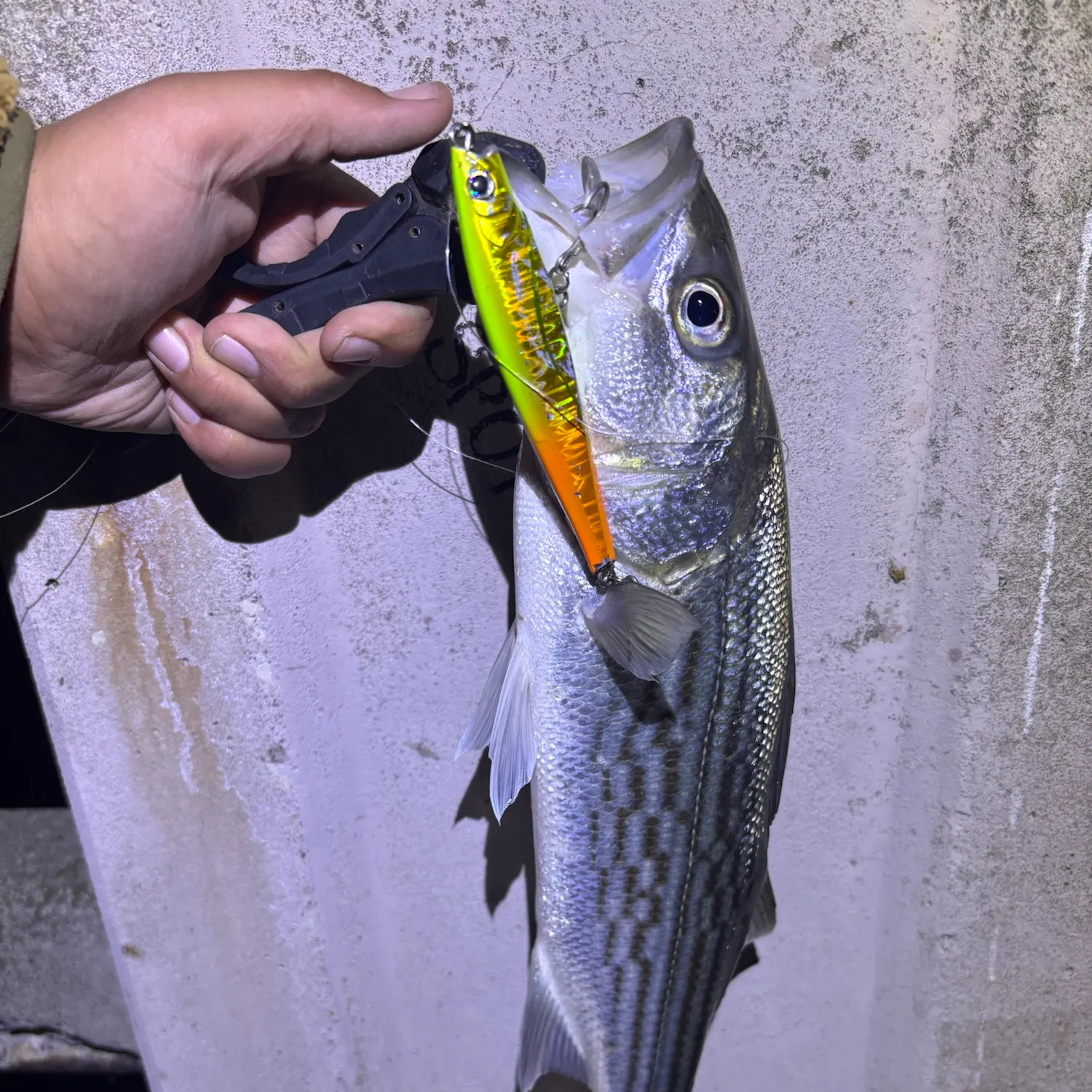 Striped bass caught on Fishbrain