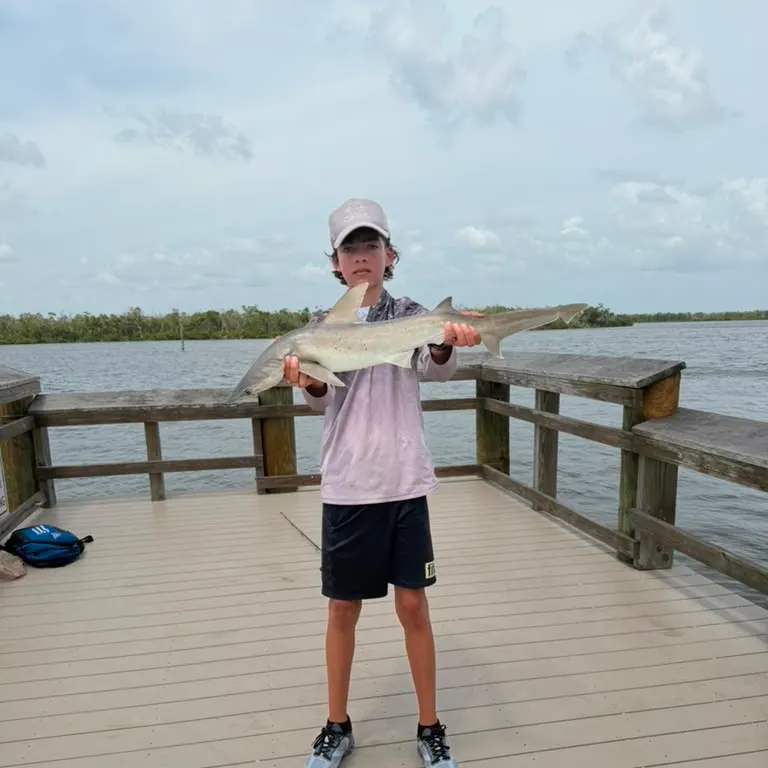 The most recent Great hammerhead shark catches on Fishbrain
