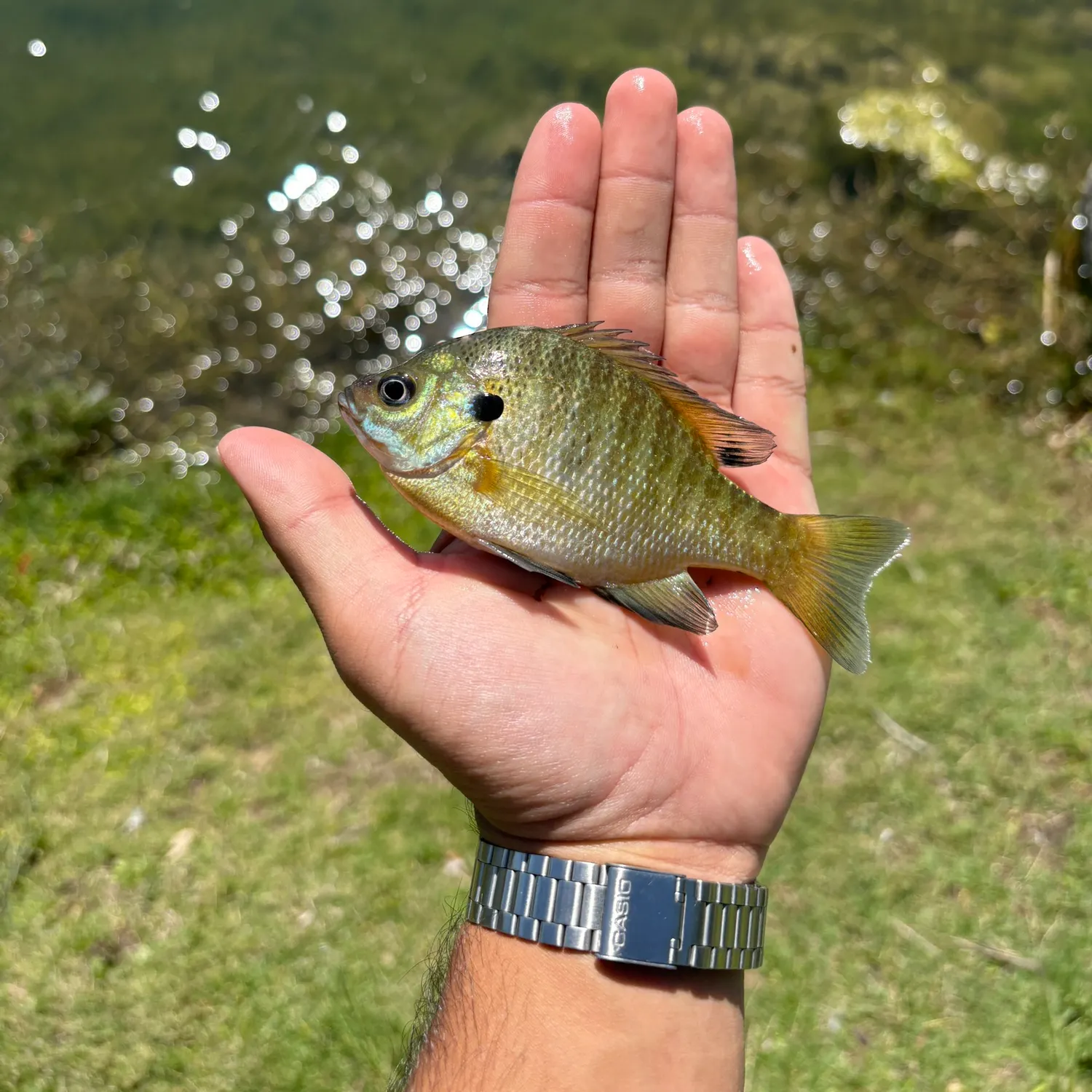 catch