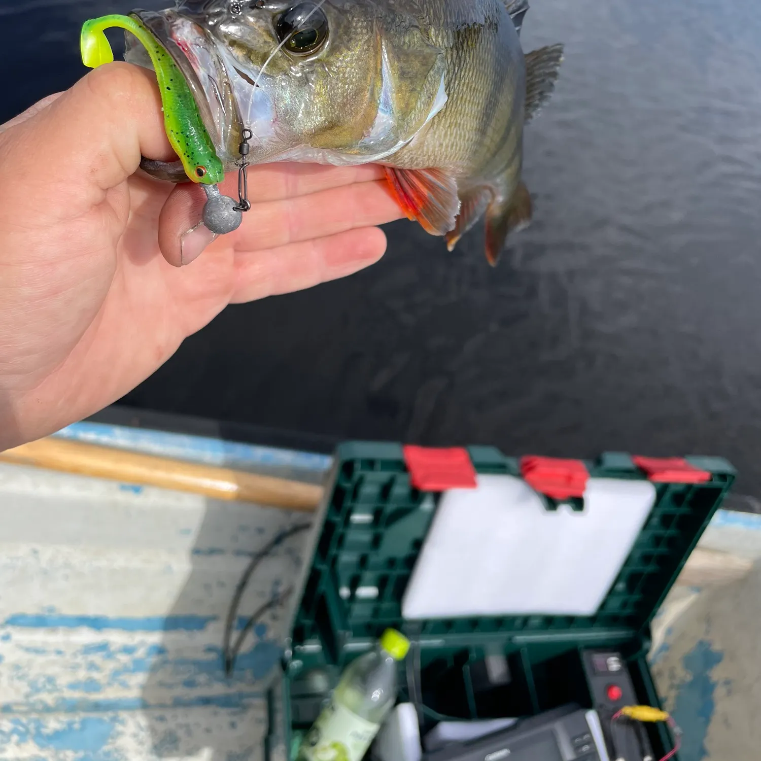 European perch caught on Fishbrain