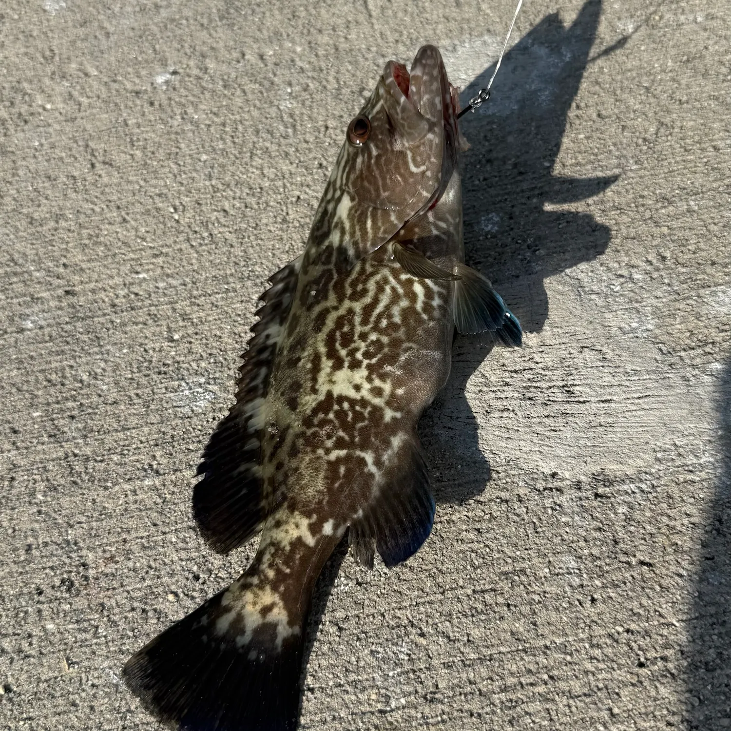 Black grouper caught on Fishbrain