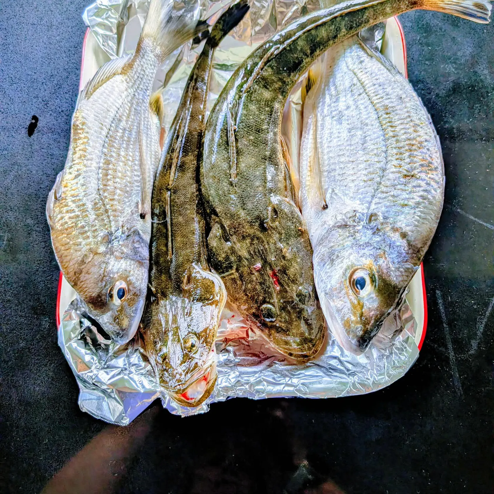 recently logged catches