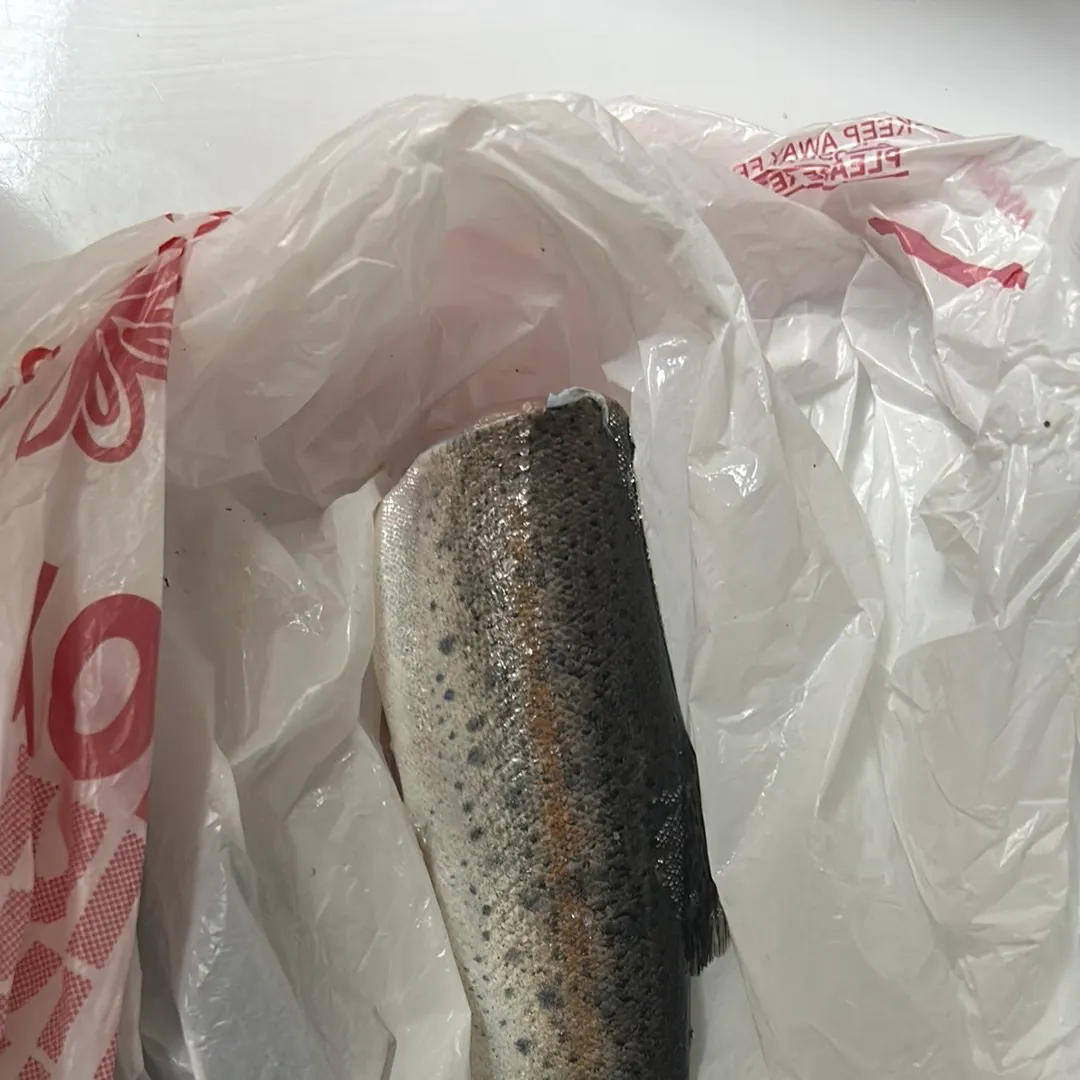 Rainbow trout caught on Fishbrain