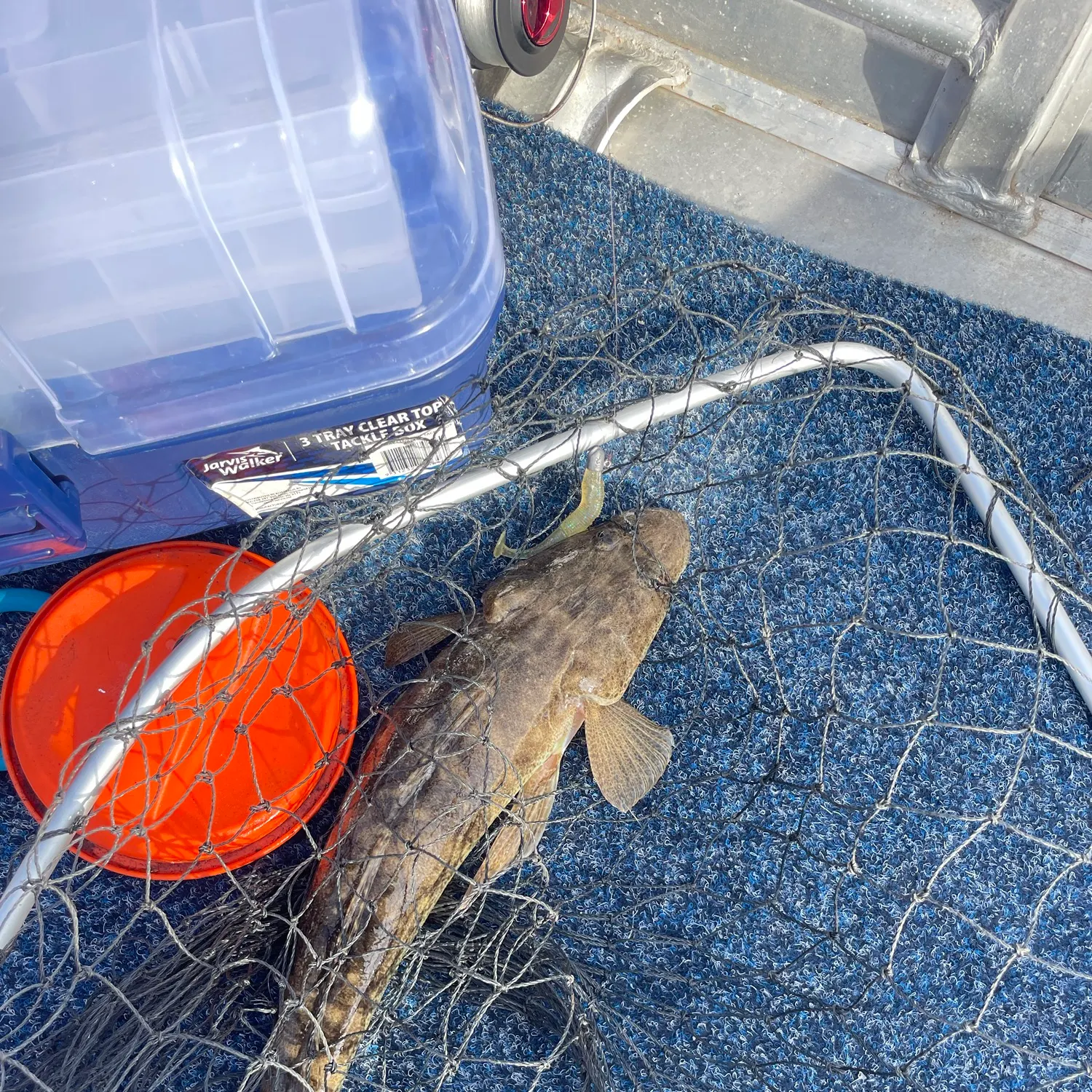 Dusky flathead caught on Fishbrain