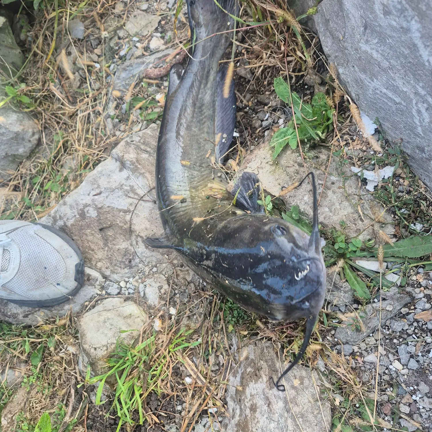 Channel catfish caught on Fishbrain