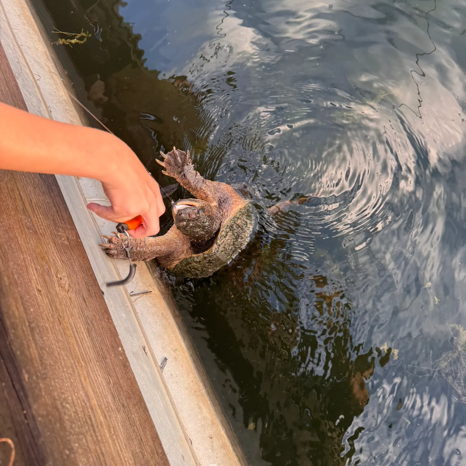 Common snapping turtle caught on Fishbrain