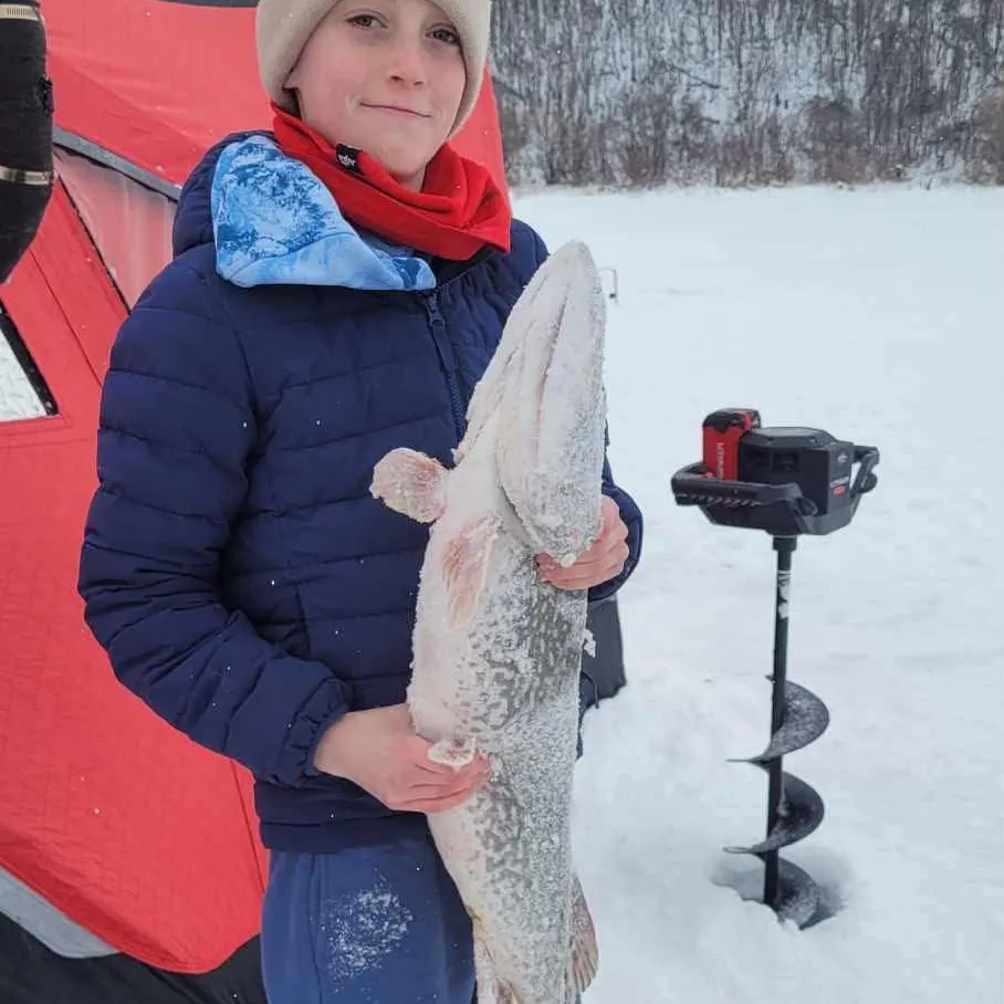 Northern pike caught on Fishbrain