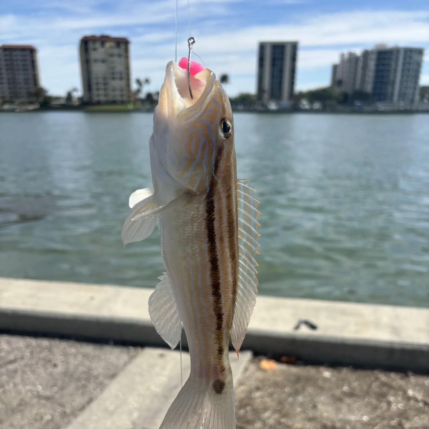 recently logged catches