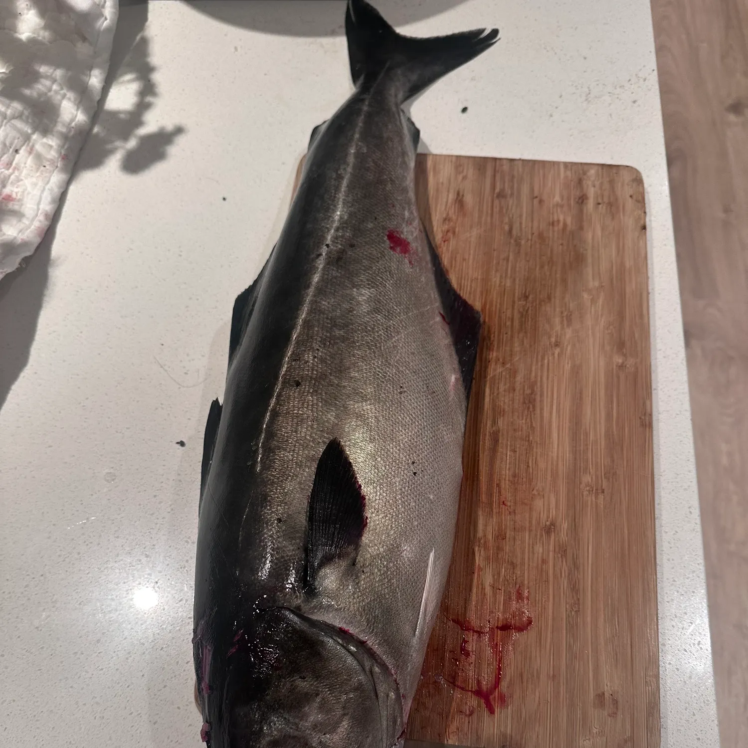 Atlantic pollock caught on Fishbrain