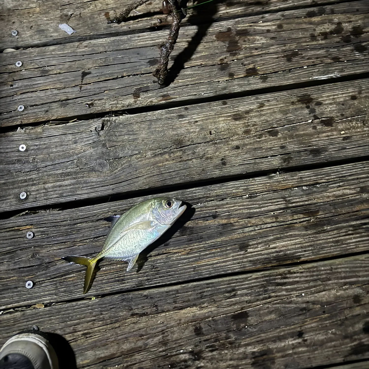 The most recent Blue runner catches on Fishbrain