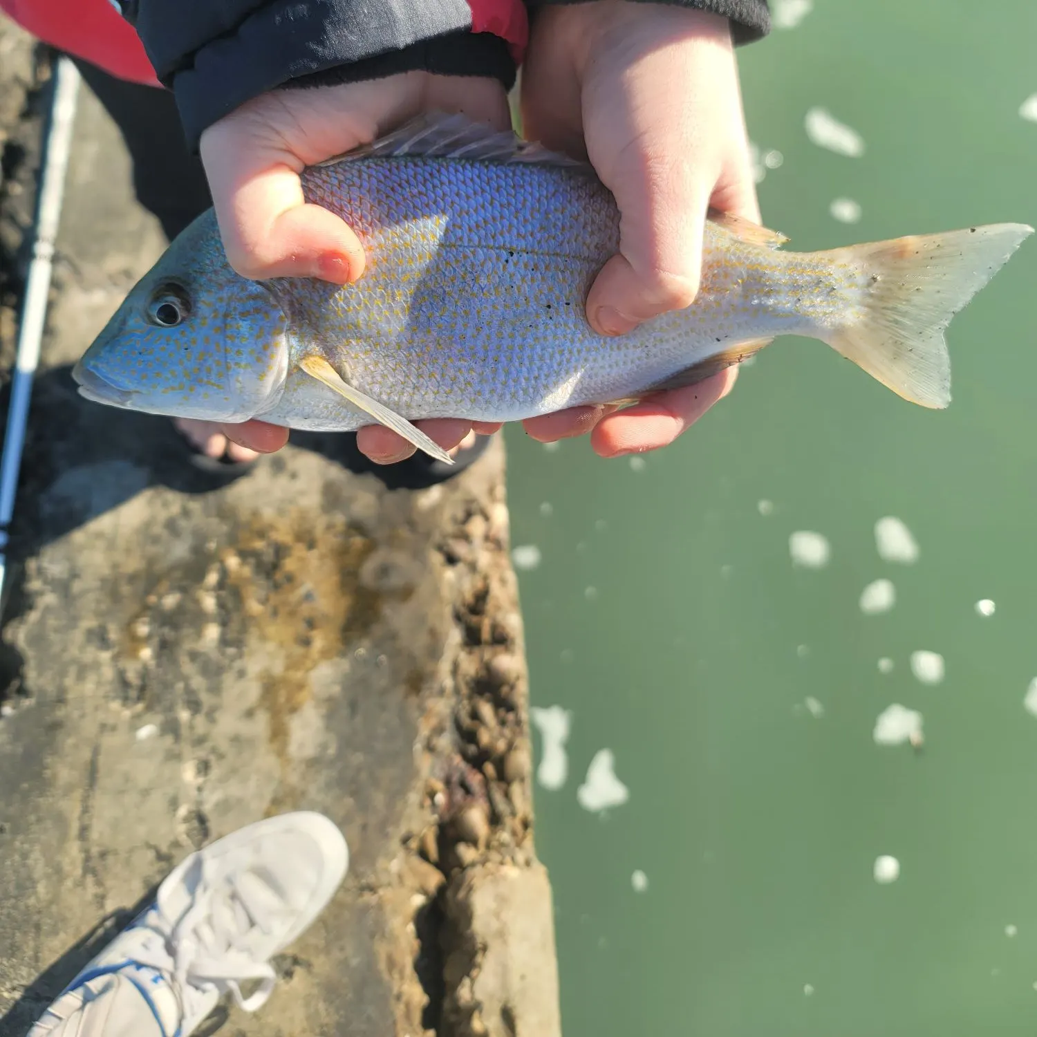 The most recent White grunt catches on Fishbrain