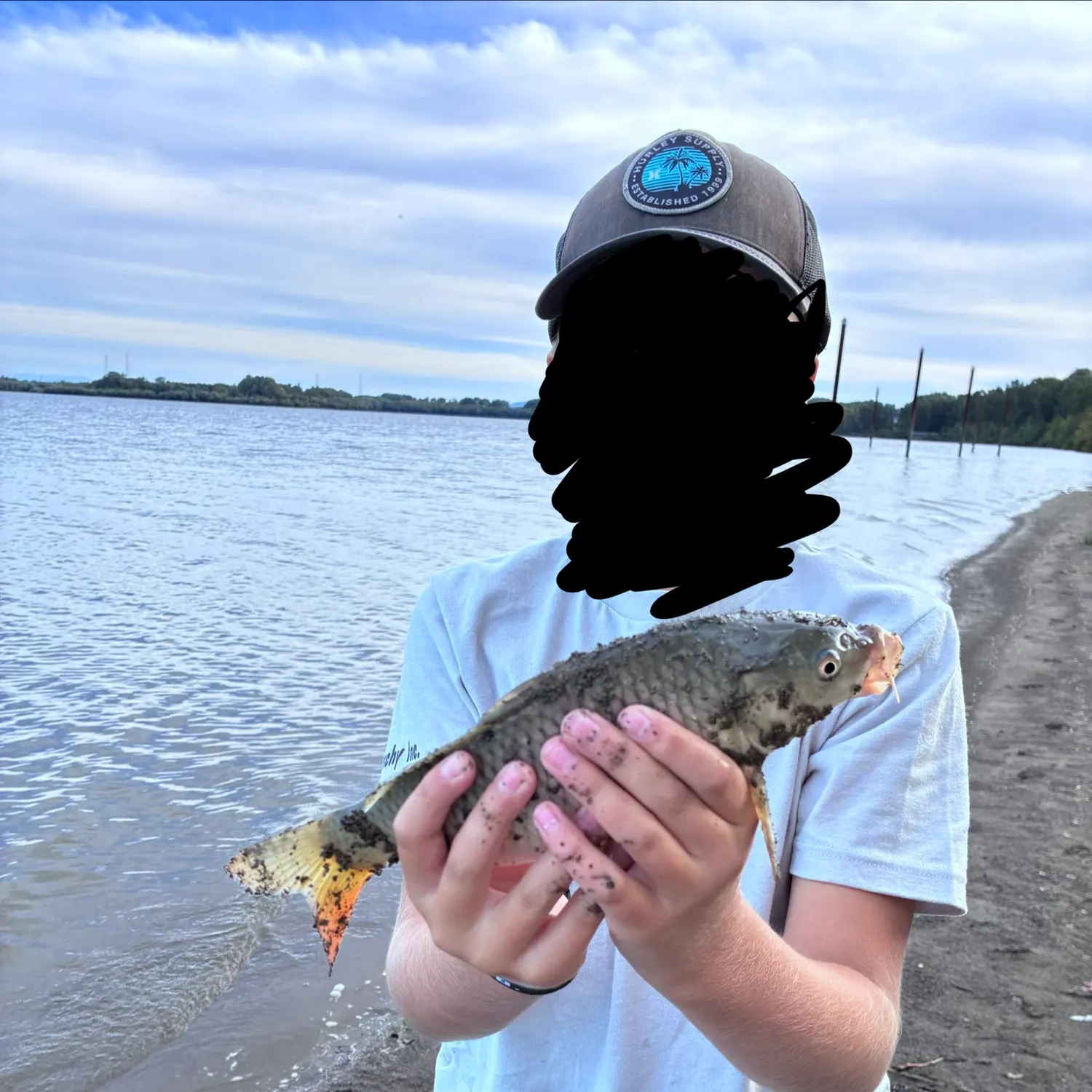 Common carp caught on Fishbrain