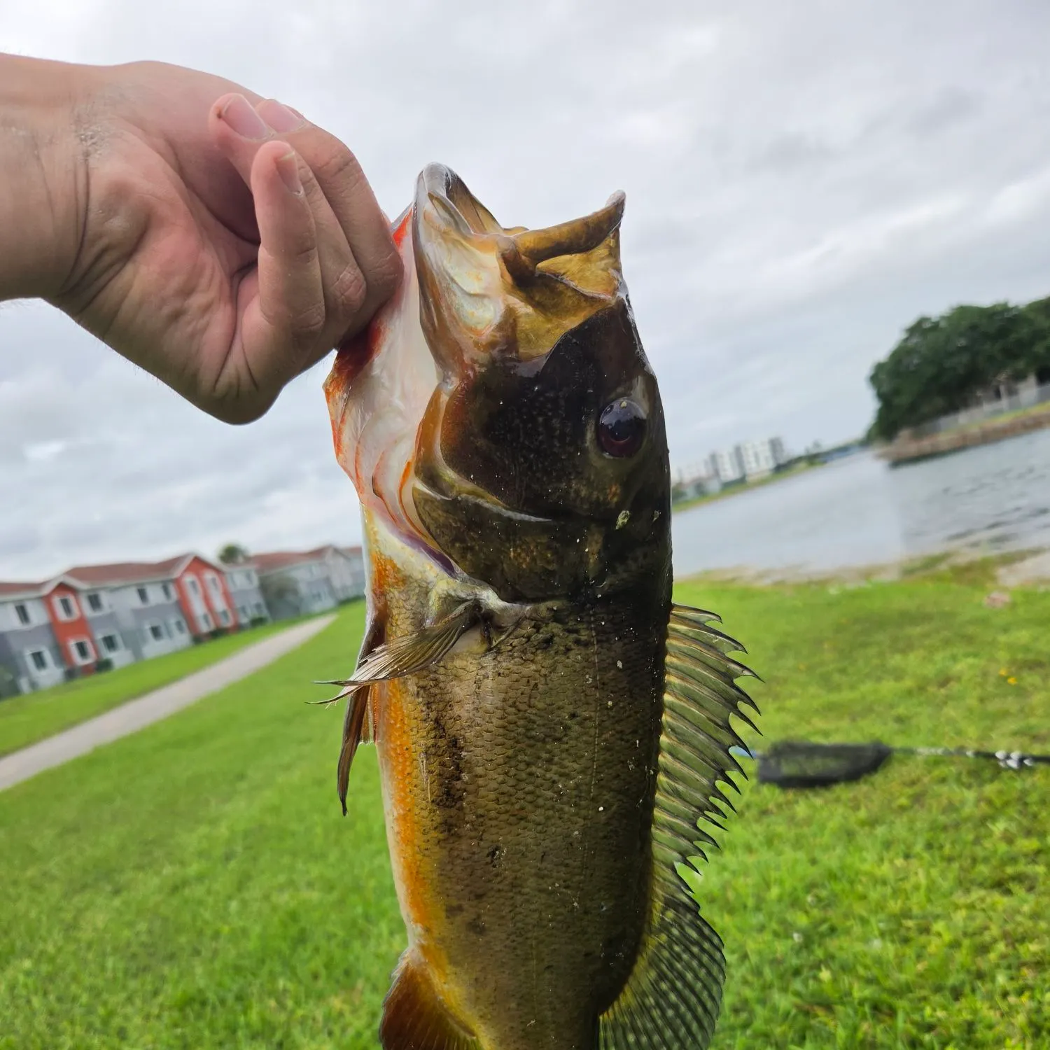 Butterfly peacock bass caught on Fishbrain
