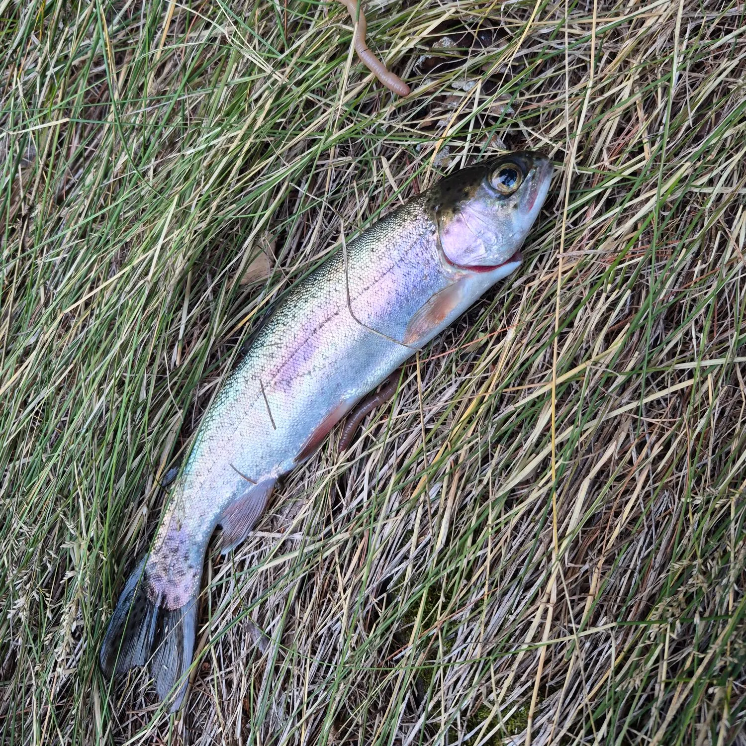 Rainbow trout caught on Fishbrain