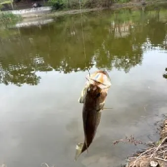 Spotted bass caught on Fishbrain