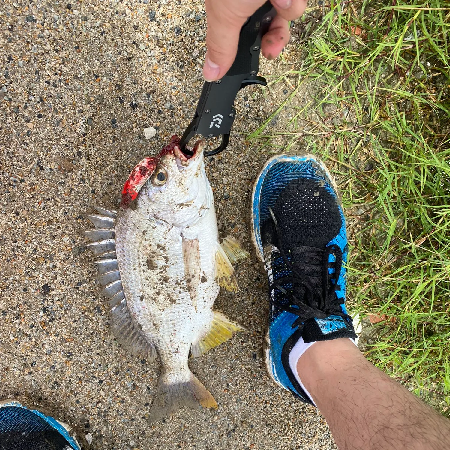 The most recent Okinawan yellow-fin seabream catches on Fishbrain