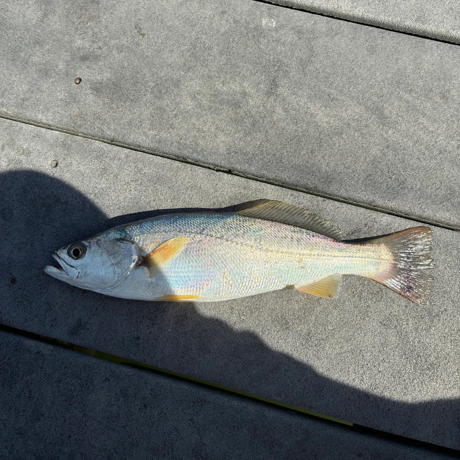 Gray weakfish caught on Fishbrain