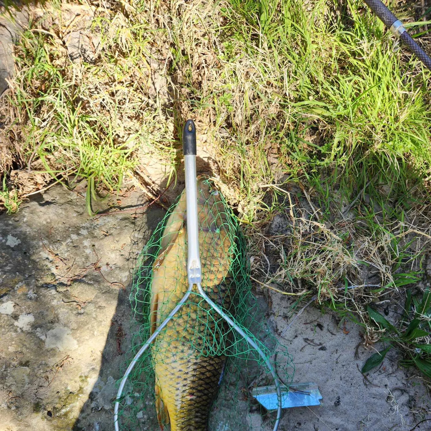 Common carp caught on Fishbrain